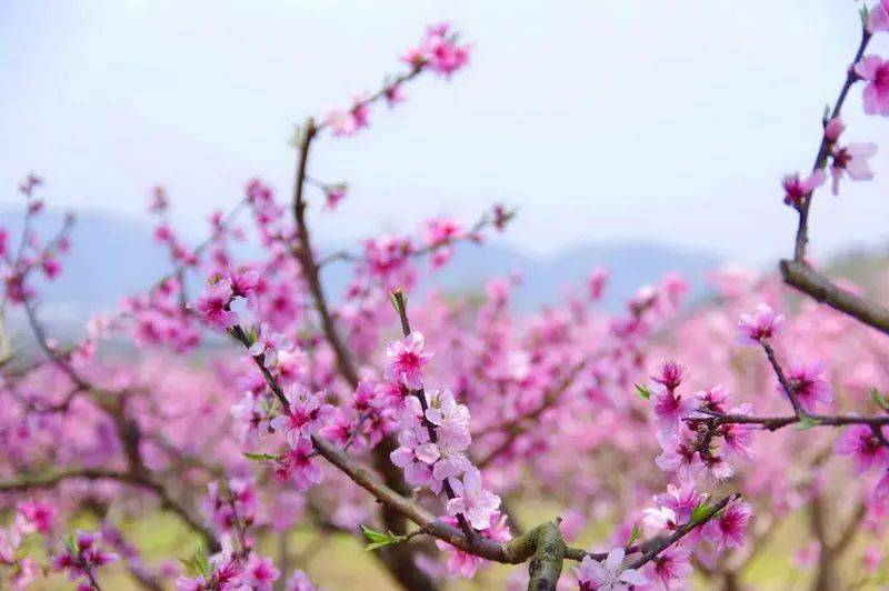 桃花族最新動態(tài)，春日溫情故事開啟浪漫之旅