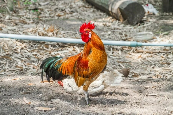 探索自然之美，斑鳩圖片與小巷深處的特色小店