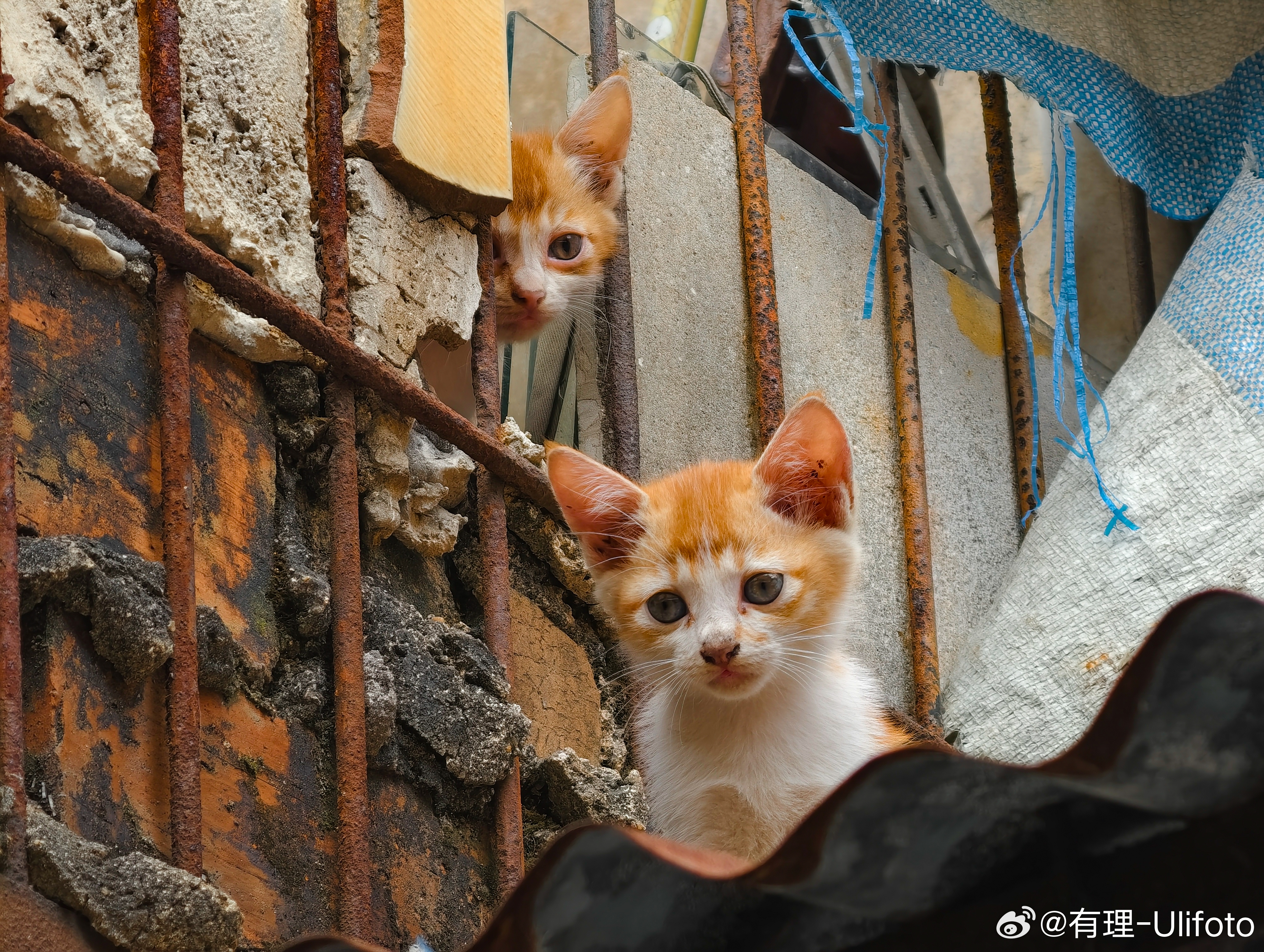 貓咪官方最新版本探秘，小巷貓舍的神秘面紗